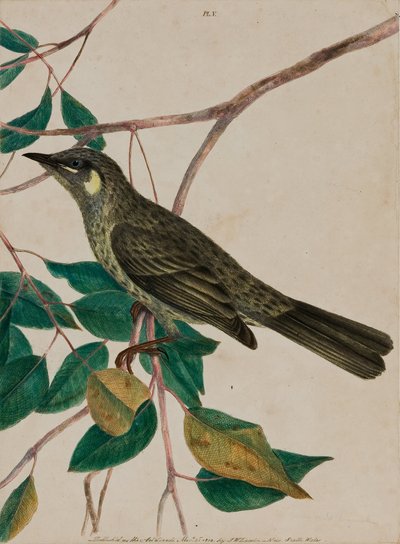 Yellow-Eared Honeysucker (Meliphaga chrysotis) by John William Lewin